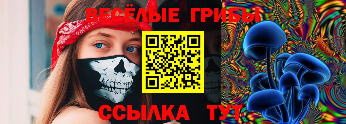 Псилоцибиновые грибы Cubensis Северск